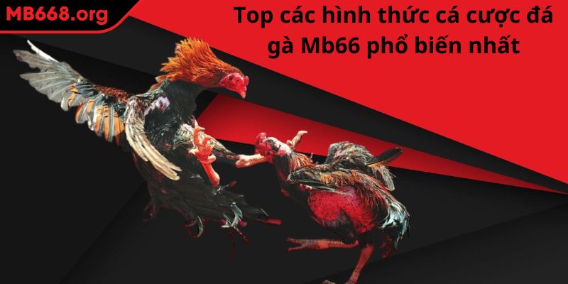 Top các hình thức cá cược đá gà MB66 phổ biến nhất