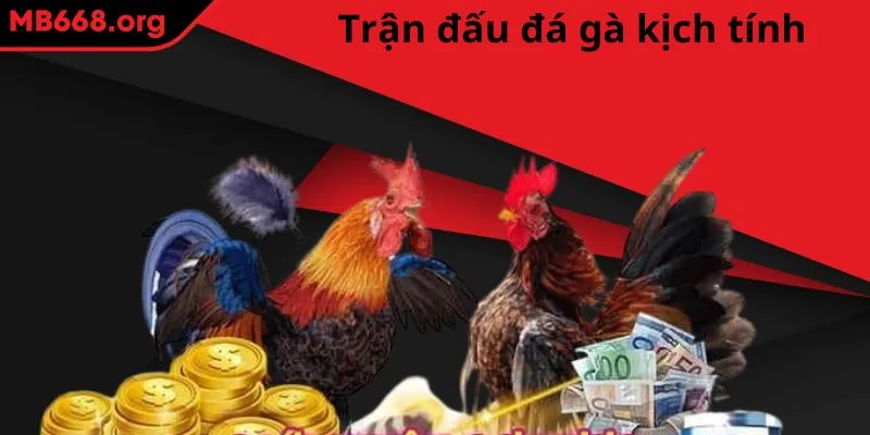 Trận đấu đá gà kịch tính