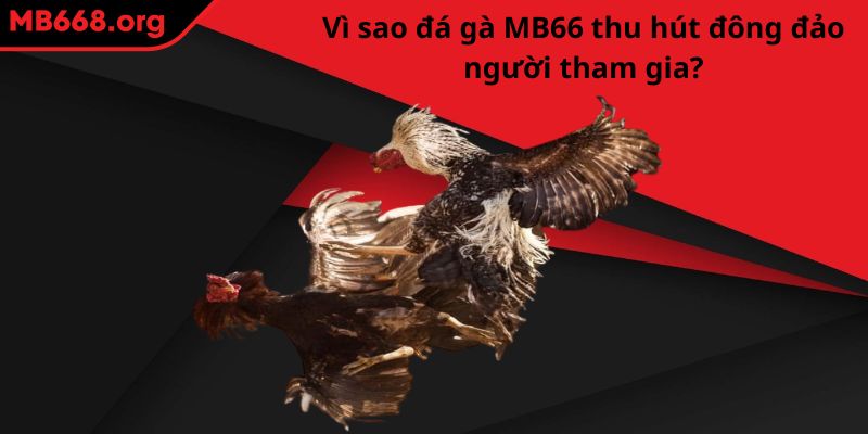 Vì sao sảnh game đá gà MB66 thu hút đông đảo người tham gia?